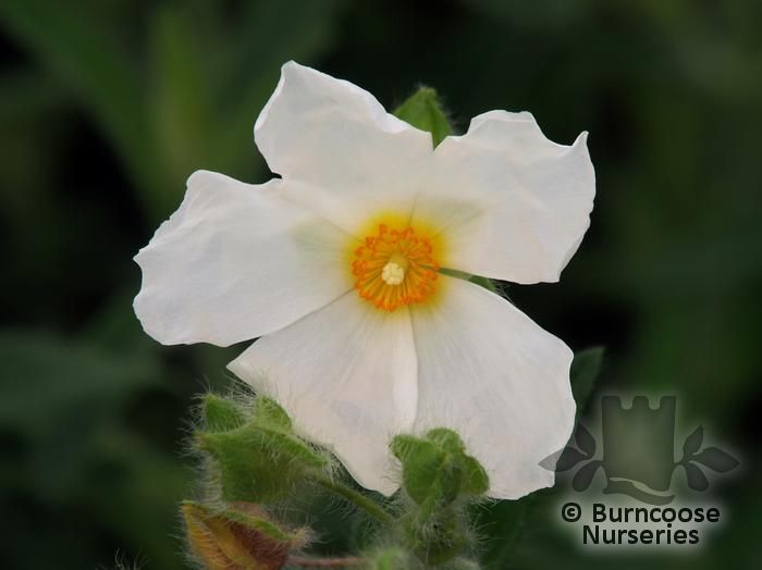 x HALIMIOCISTUS 'Ingwersenii'  