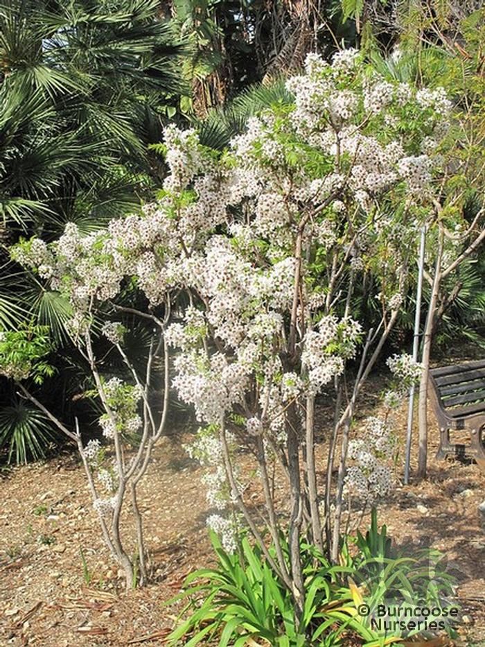 Xanthoceras Sorbifolium from Burncoose Nurseries