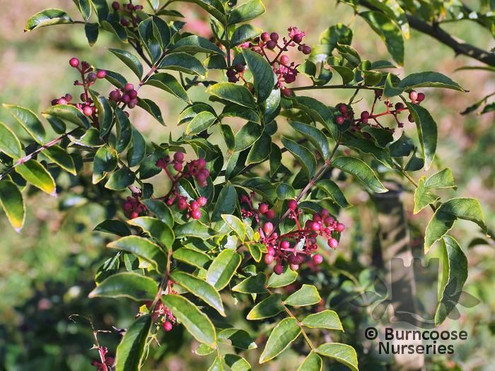 ZANTHOXYLUM coreanum  