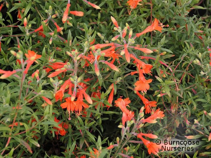 ZAUSCHNERIA californica 'Glasnevin' 