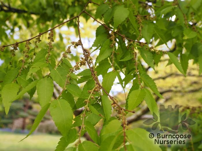 ZELKOVA serrata  