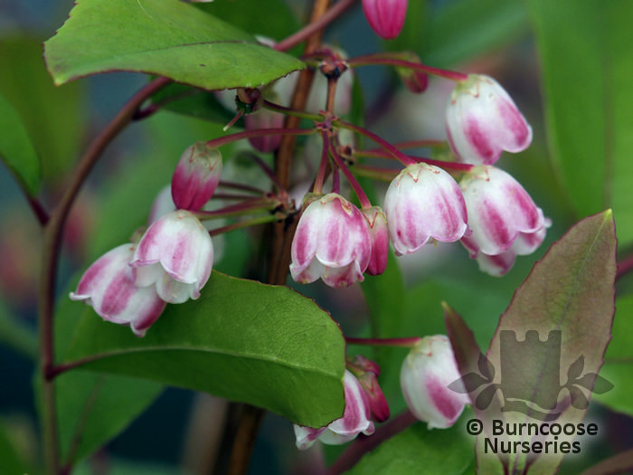 ZENOBIA pulverulenta 'Raspberry Ripple' 