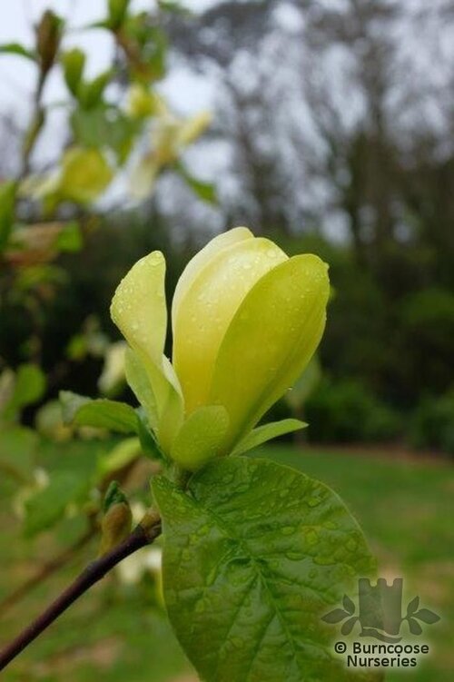 MAGNOLIA 'Lemon Star'  