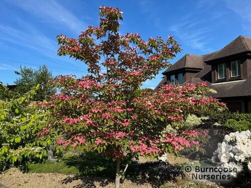CORNUS kousa 'Scarlet Fire' 