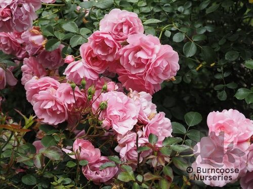 ROSA 'Bonica'  