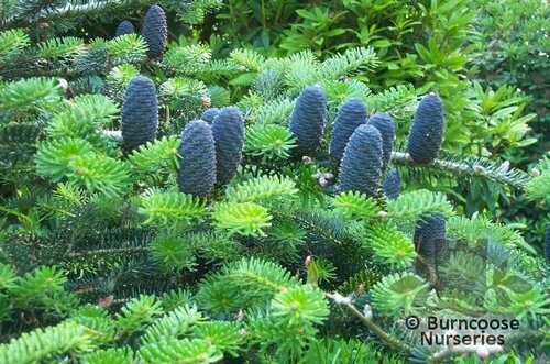 ABIES koreana  