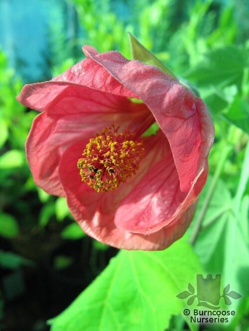 ABUTILON 'Ashford Red'  