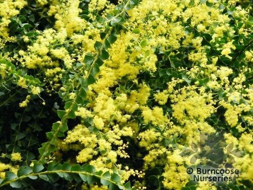 ACACIA pravissima  