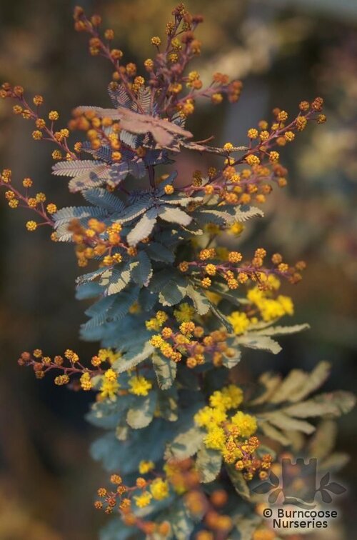 ACACIA baileyana 'Purpurea' 