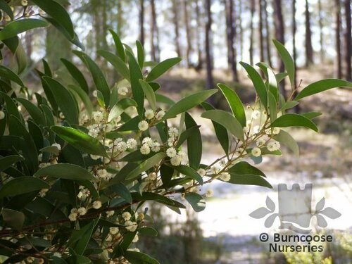 ACACIA melanoxylon  