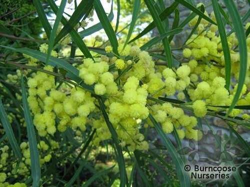 ACACIA retinodes  