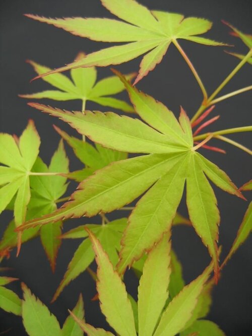 ACER palmatum 'Katsura' 