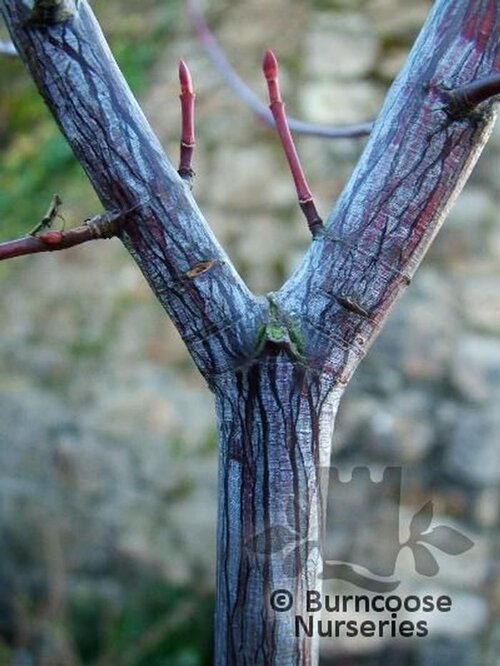 ACER davidii 'Serpentine' 