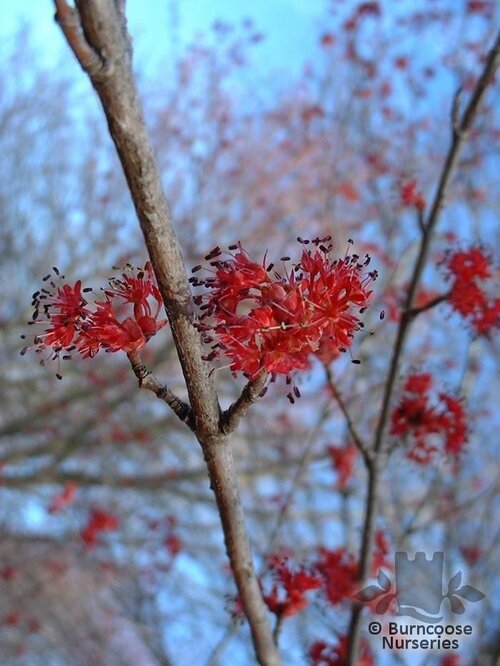 ACER rubrum  