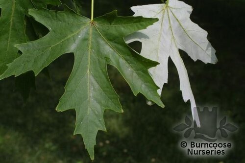 ACER saccharinum  