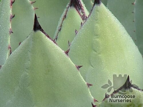 AGAVE   