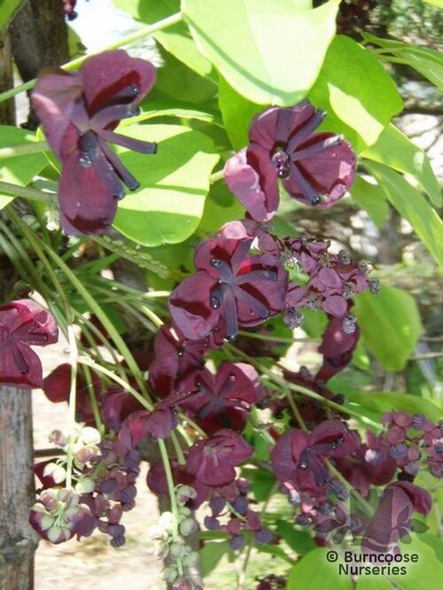 AKEBIA quinata  