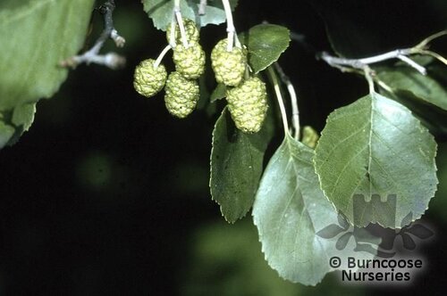 ALNUS   