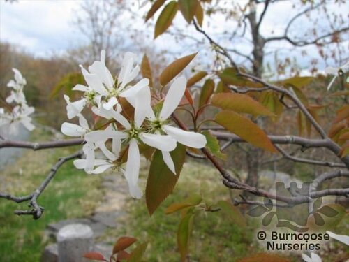 AMELANCHIER laevis  