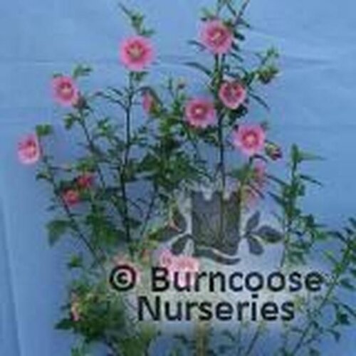 ANISODONTEA   