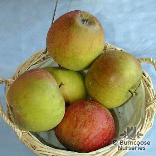 APPLE 'Cox's Orange Pippin'  
