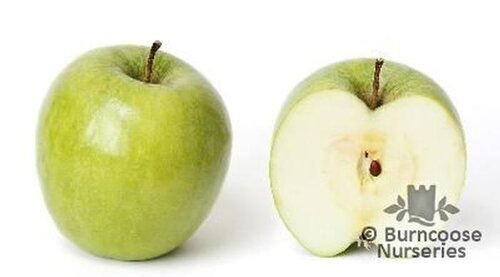 APPLE 'Granny Smith'  
