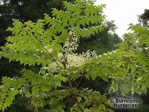 ARALIA   