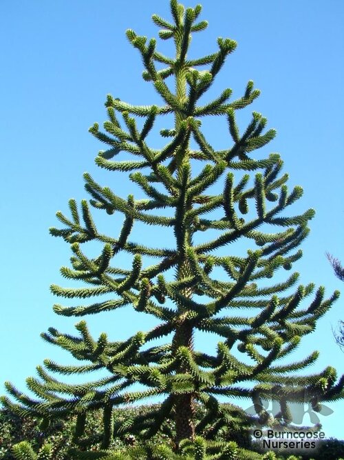 ARAUCARIA   
