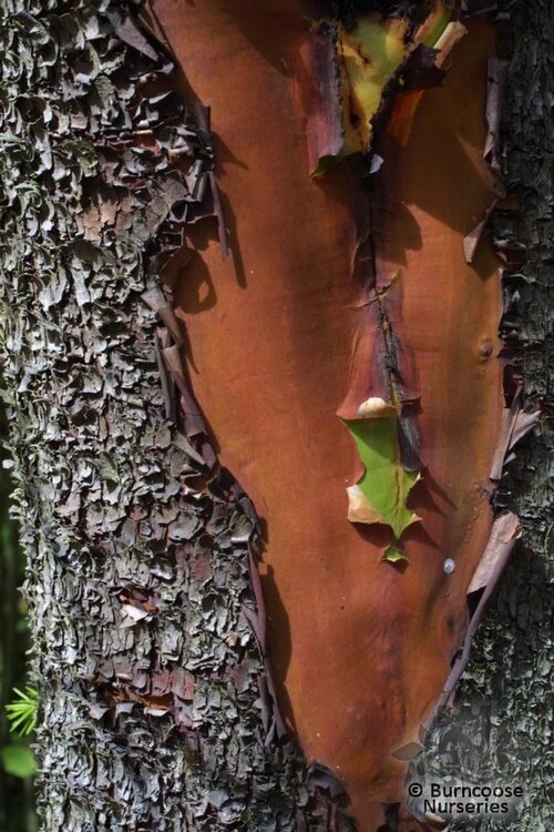 ARBUTUS   