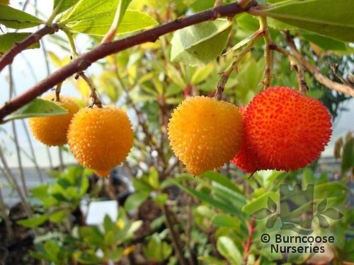 ARBUTUS unedo  