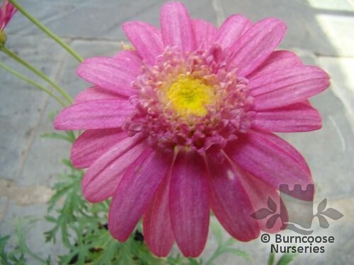 ARGYRANTHEMUM   