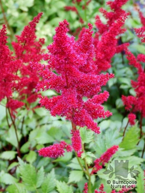 ASTILBE   