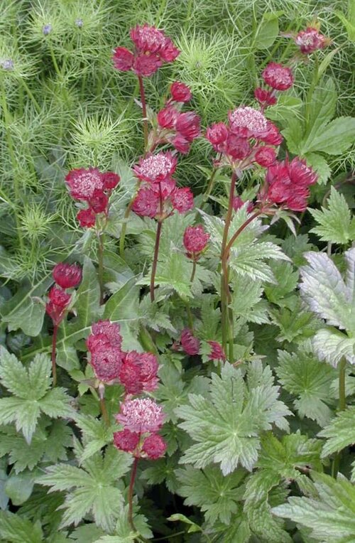ASTRANTIA major 'Ruby Wedding' 