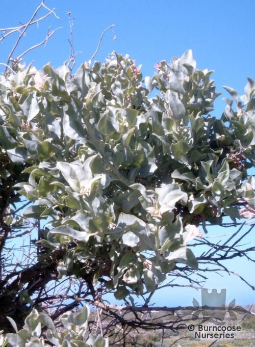 ATRIPLEX   