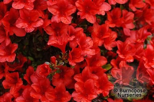 AZALEA - EVERGREEN 'Black Hawk'  