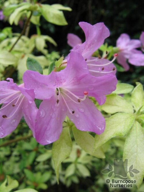 AZALEA - EVERGREEN 'Caerhays Lavender'  
