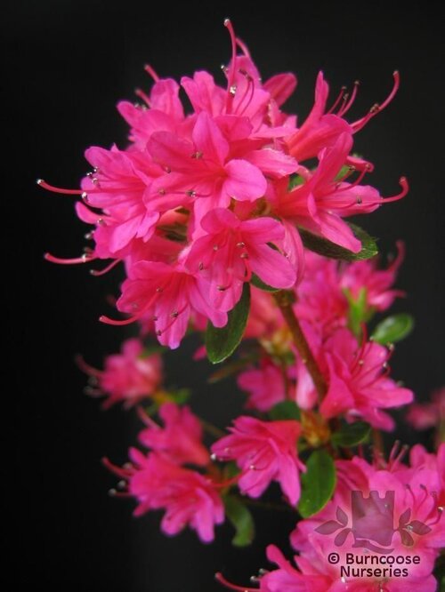 AZALEA - EVERGREEN 'Amoena'  