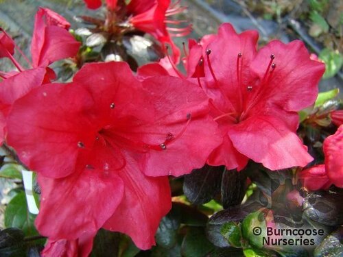 AZALEA - EVERGREEN 'Johanna'  
