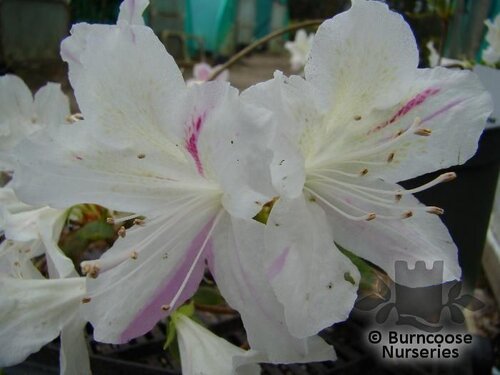AZALEA - EVERGREEN 'Palestrina'  