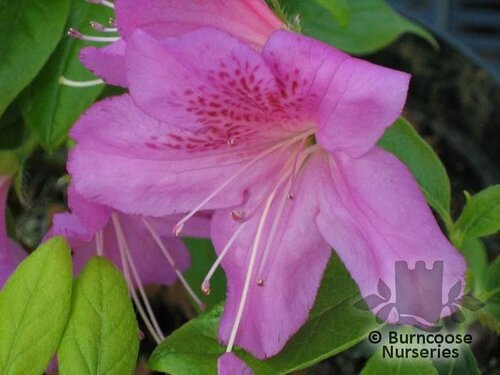 AZALEA - EVERGREEN 'Purple Triumph'  