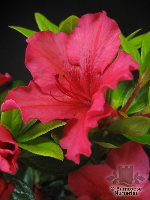 AZALEA - EVERGREEN 'Vuyk's Scarlet'  