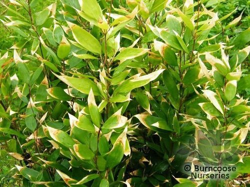 BAMBOO Shibataea kumasaca 