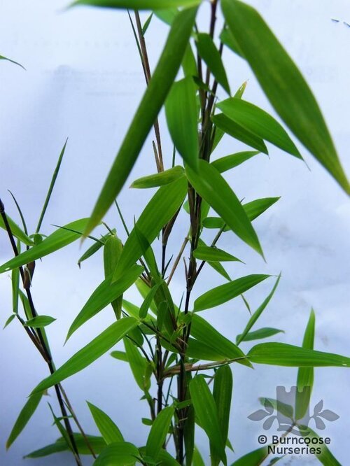 BAMBOO Fargesia nitida 