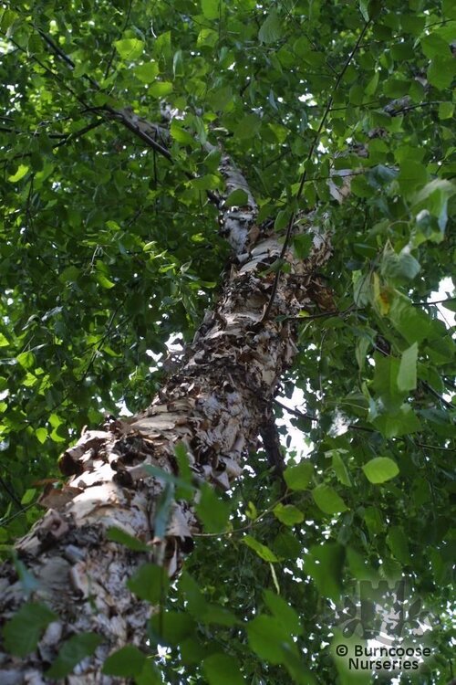 BETULA nigra  