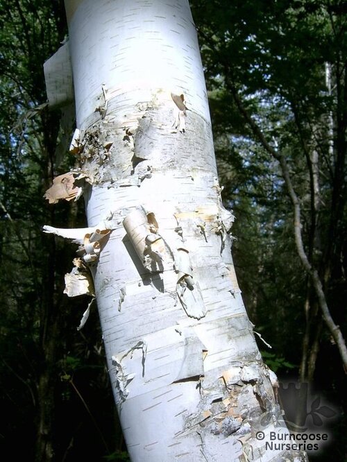 BETULA papyrifera  