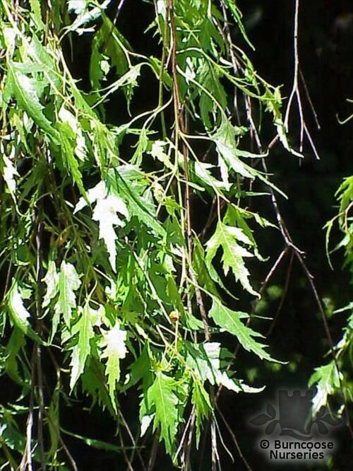 BETULA pendula 'Laciniata' 