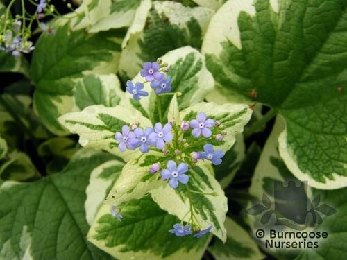 BRUNNERA macrophylla 'Variegata' 