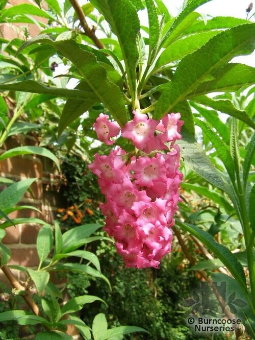 BUDDLEJA colvilei  