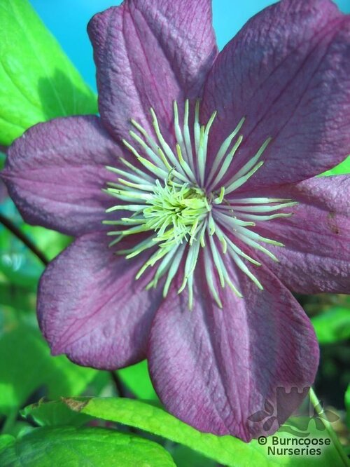 CLEMATIS 'Ville de Lyon'  