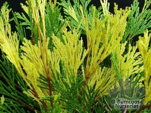 CALOCEDRUS decurrens 'Aureovariegata' 